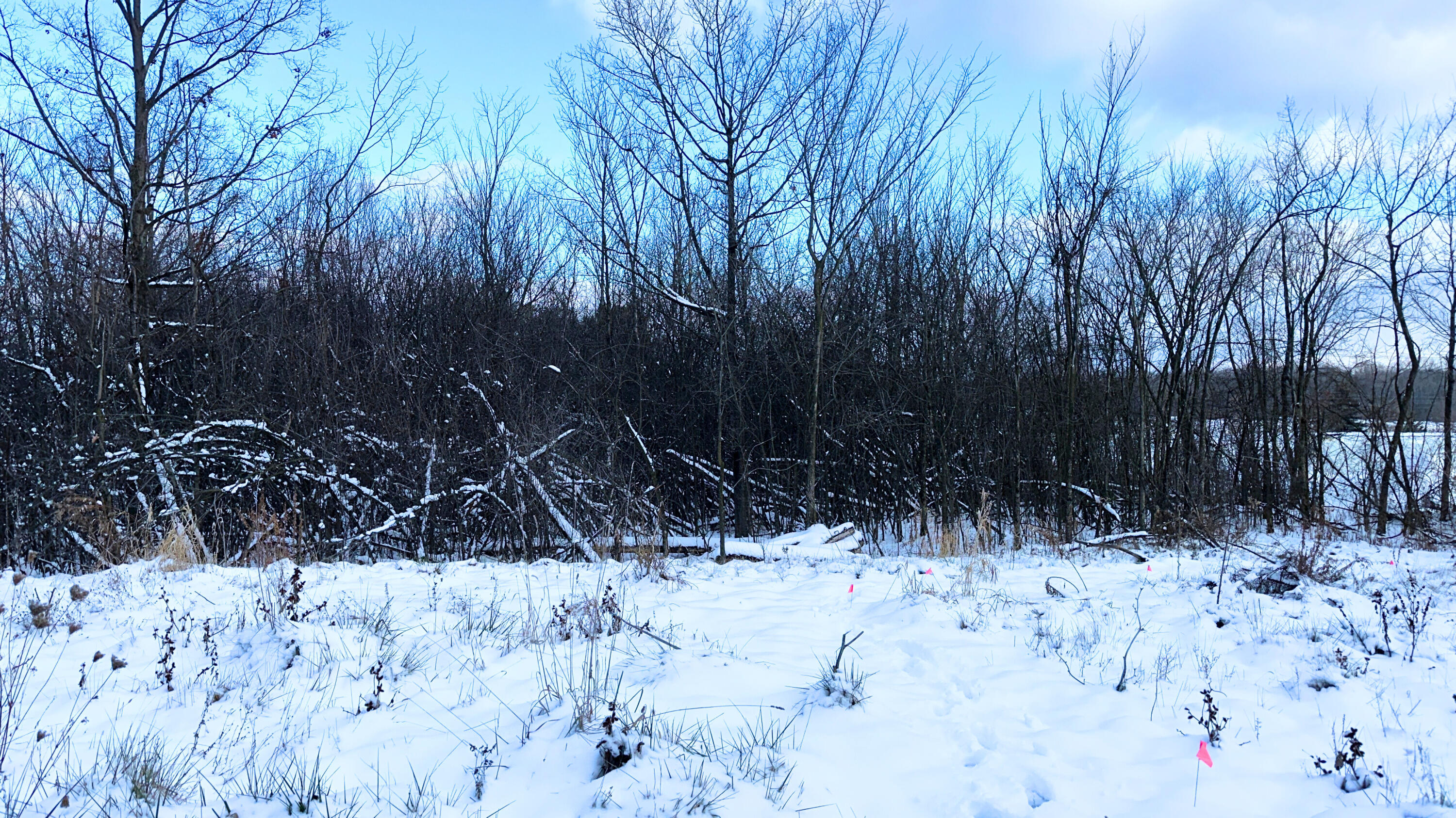 2770 South Wagner Road Ann Arbor, MI 48103 - Photo 68 of 103 clearing 2 adj