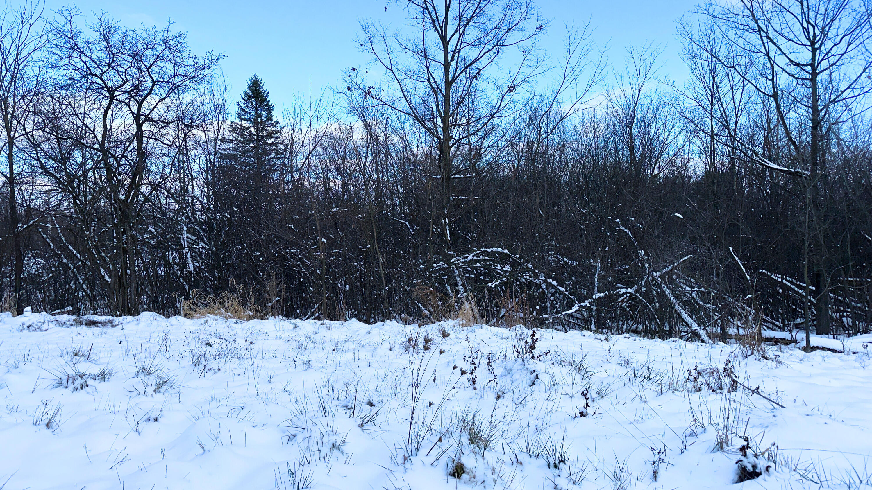 2770 South Wagner Road Ann Arbor, MI 48103 - Photo 69 of 103 clearing 3 adj