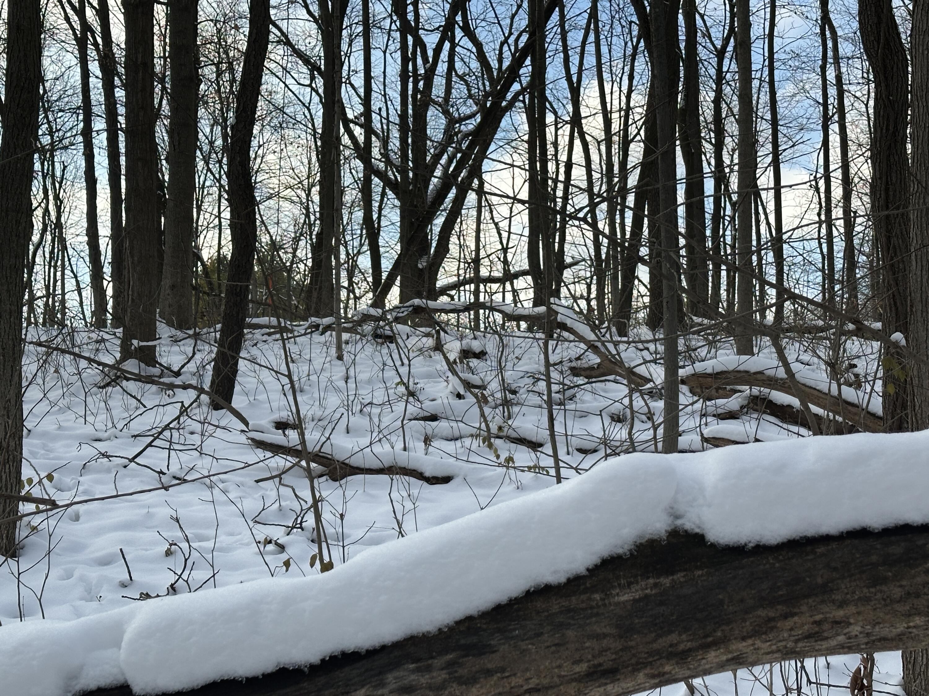 2770 South Wagner Road Ann Arbor, MI 48103 - Photo 70 of 103 Back west boundary flag 2