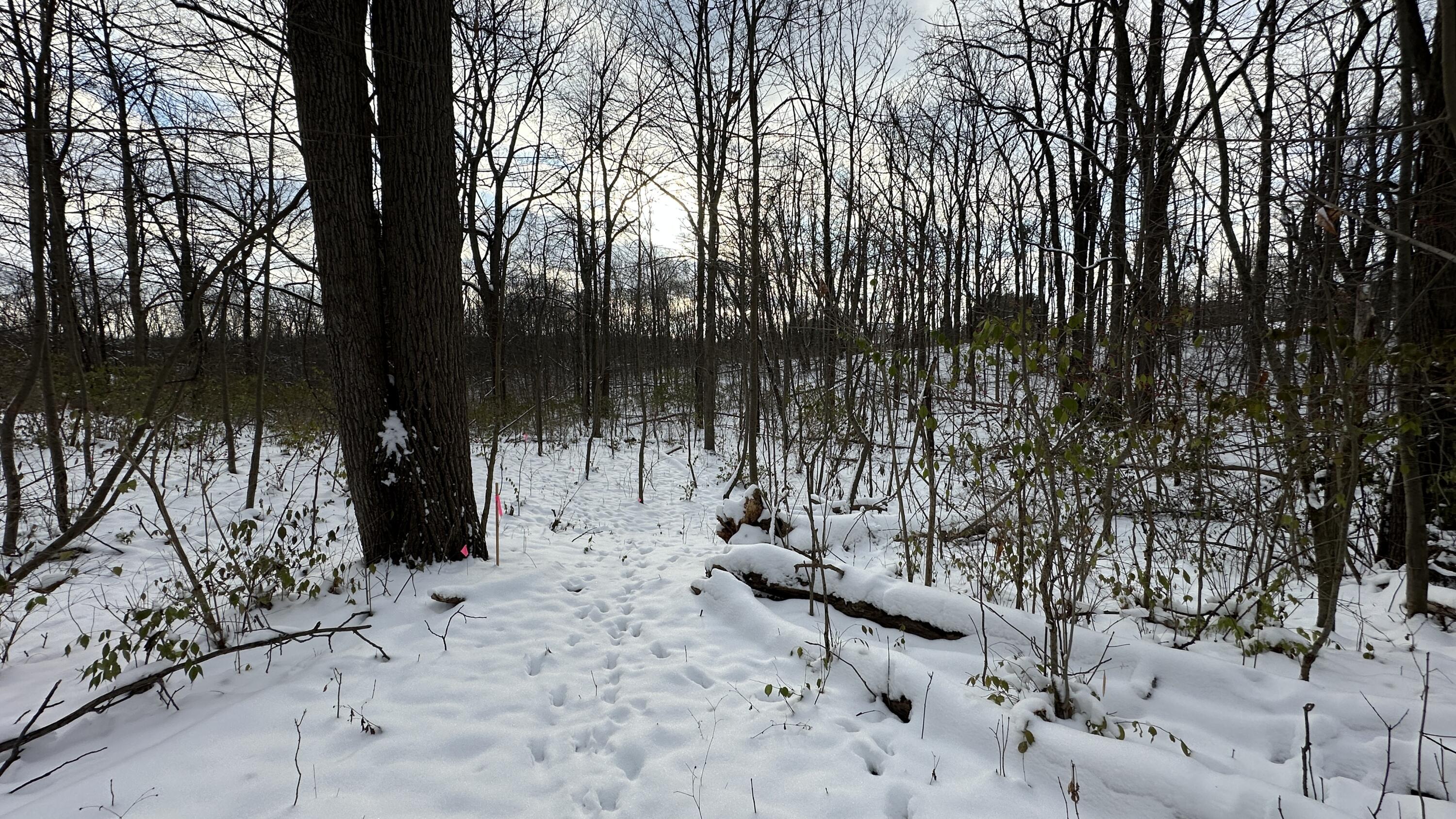 2770 South Wagner Road Ann Arbor, MI 48103 - Photo 71 of 103 Path west back around valley