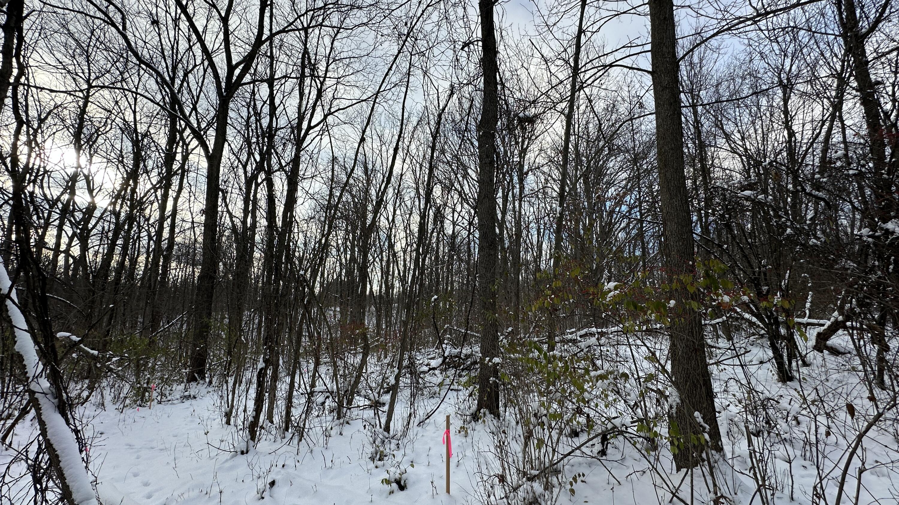 2770 South Wagner Road Ann Arbor, MI 48103 - Photo 84 of 103 Path west toward back