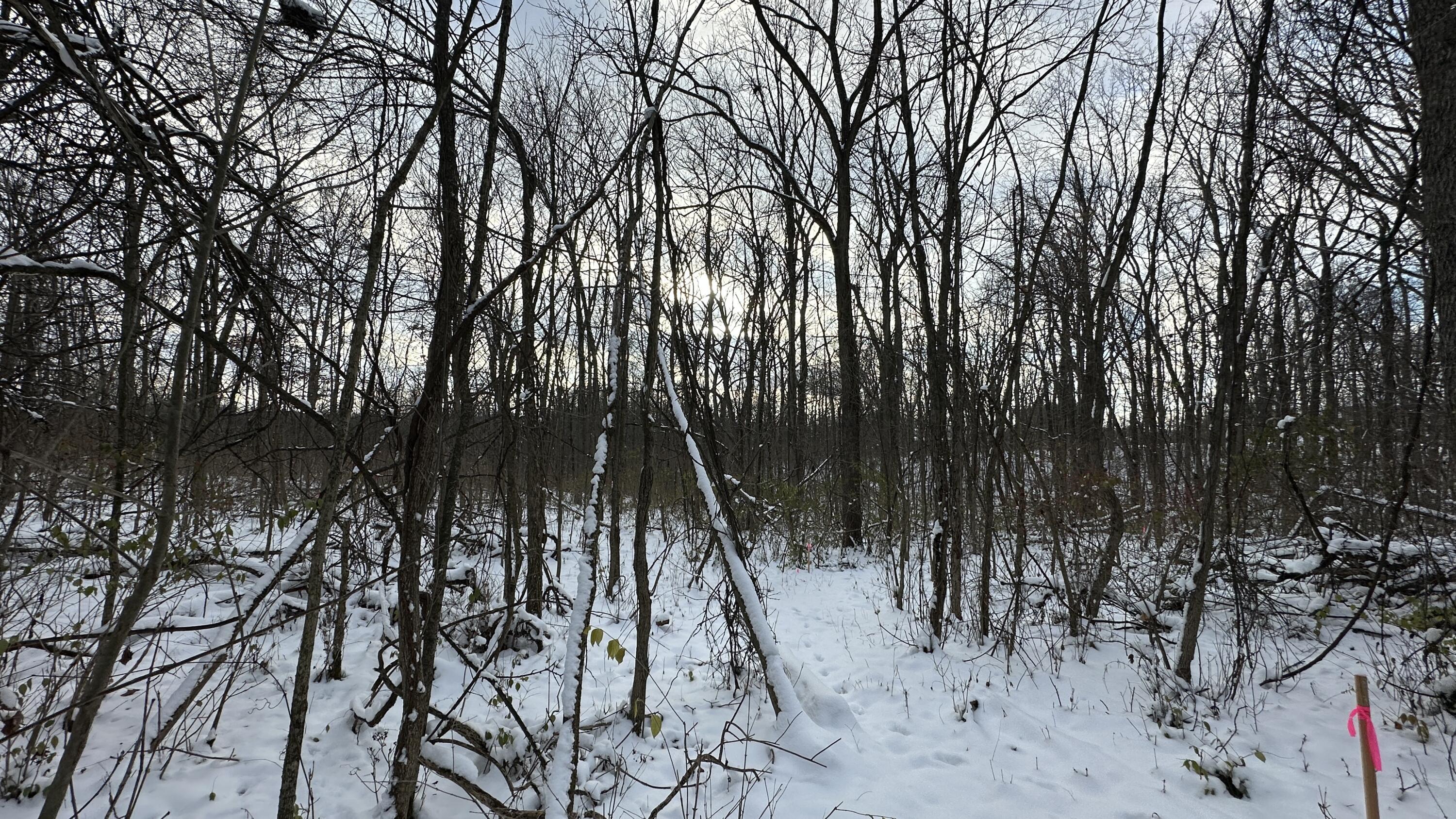 2770 South Wagner Road Ann Arbor, MI 48103 - Photo 85 of 103 Path west toward wetland d
