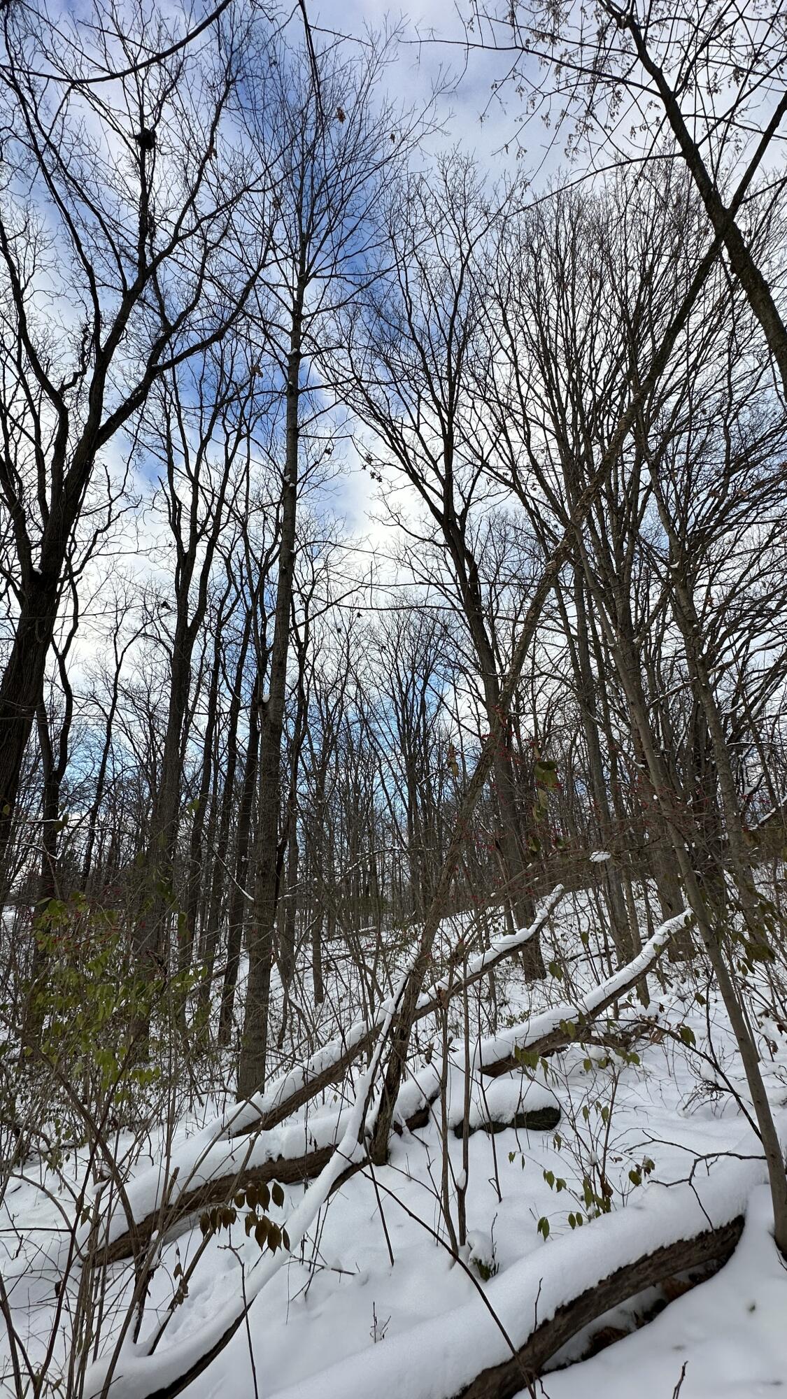 2770 South Wagner Road Ann Arbor, MI 48103 - Photo 86 of 103 Tall trees b