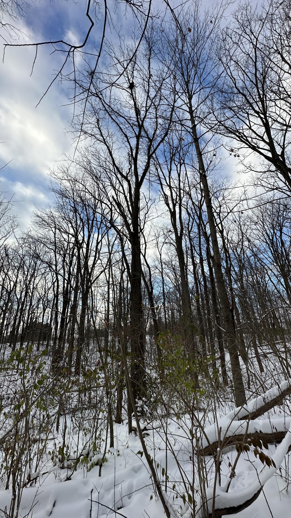 2770 South Wagner Road Ann Arbor, MI 48103 - Photo 87 of 103 Tall trees a