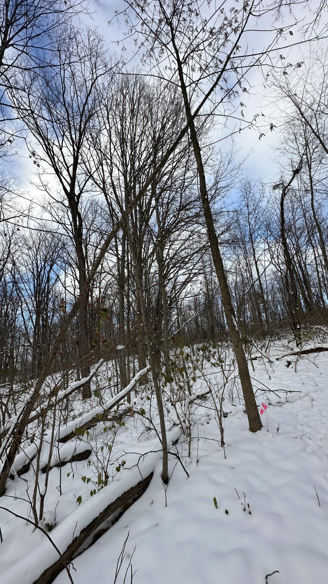 2770 South Wagner Road Ann Arbor, MI 48103 - Photo 88 of 103 North to 2736 a