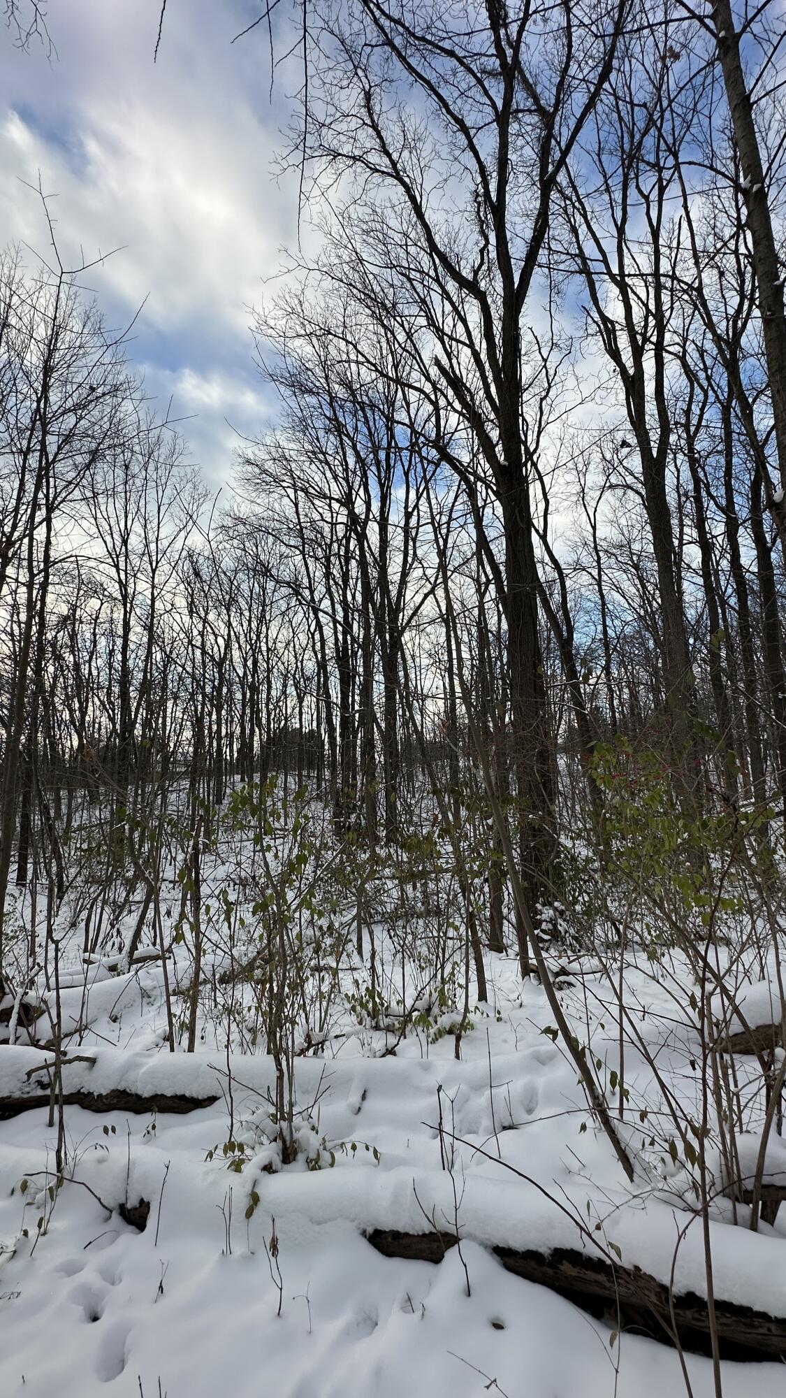 2770 South Wagner Road Ann Arbor, MI 48103 - Photo 89 of 103 tall trees to west