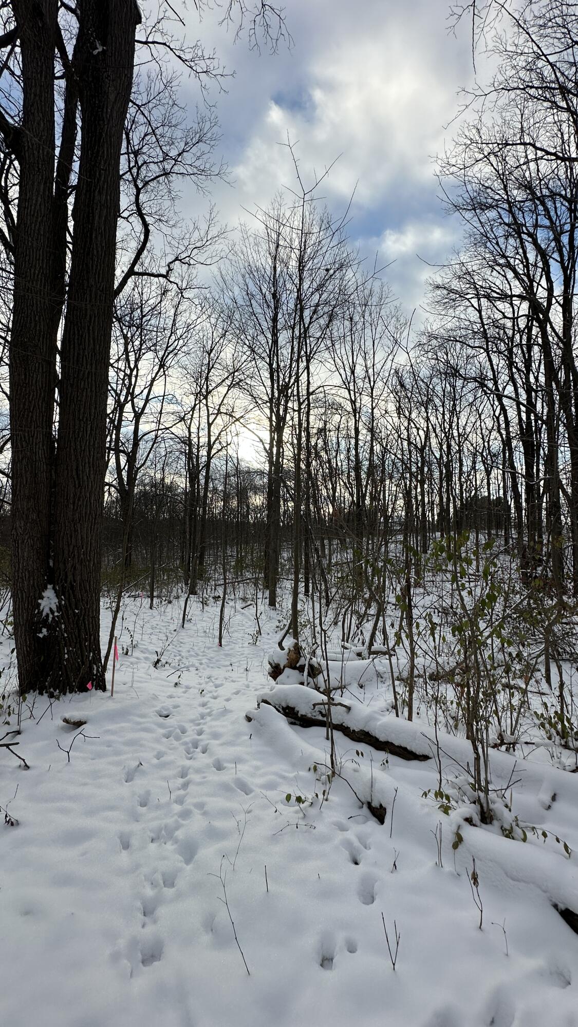 2770 South Wagner Road Ann Arbor, MI 48103 - Photo 90 of 103 Tall trees west