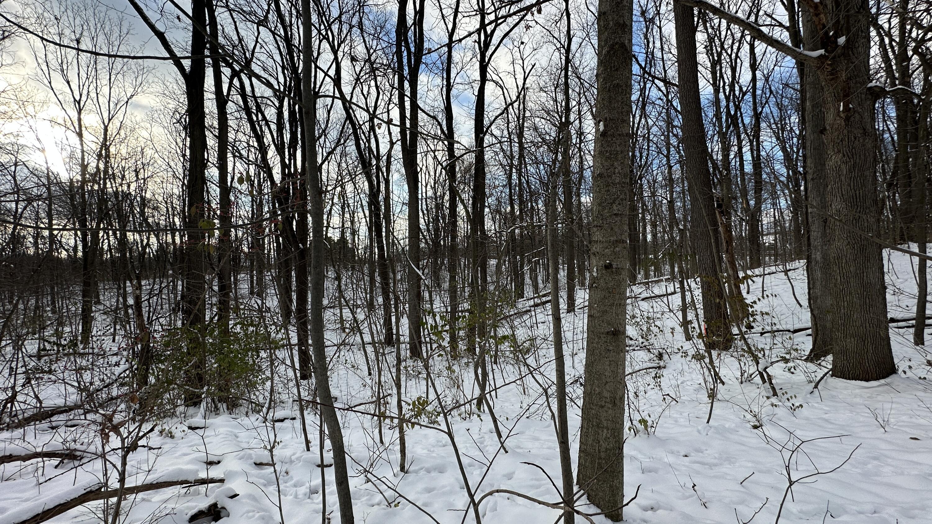2770 South Wagner Road Ann Arbor, MI 48103 - Photo 91 of 103 Valley Wetland
