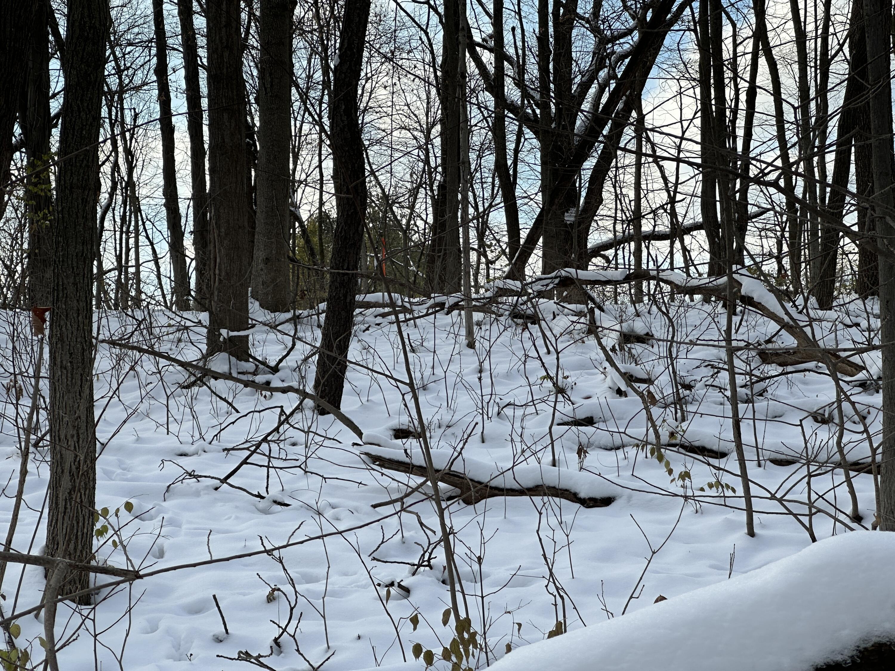 2770 South Wagner Road Ann Arbor, MI 48103 - Photo 93 of 103 Property western boundary flag