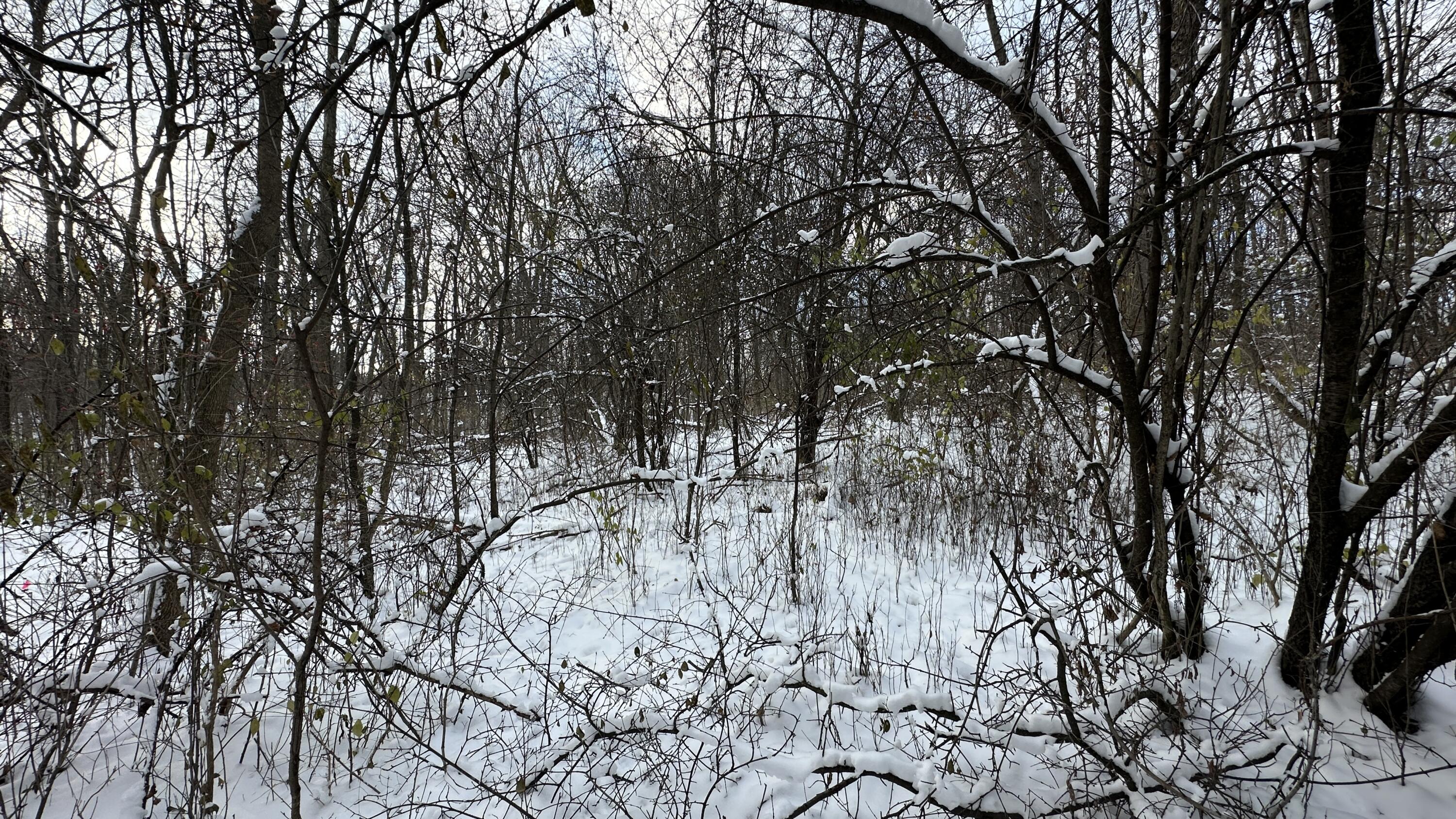 2770 South Wagner Road Ann Arbor, MI 48103 - Photo 96 of 103 Wetland valley a