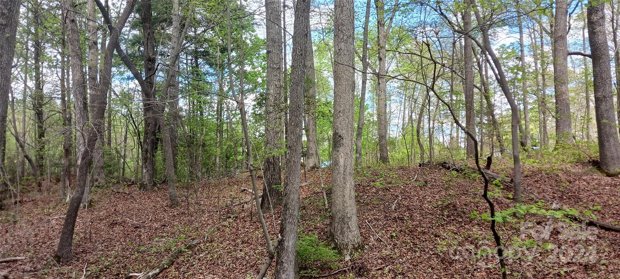 411 Shannon Loop Denver, NC 28037 - Photo 14 of 14 a view of a forest with trees