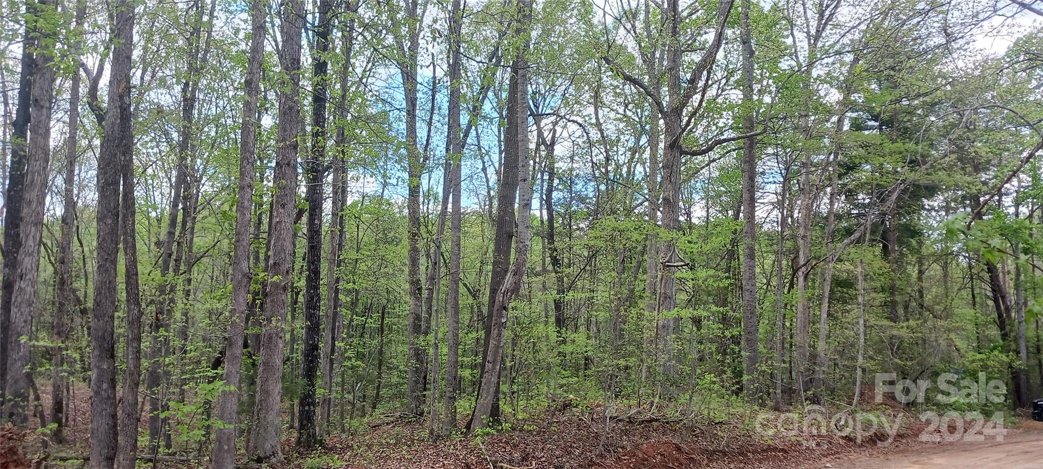411 Shannon Loop Denver, NC 28037 - Photo 2 of 14 a view of a forest that has large trees