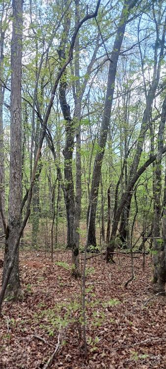 411 Shannon Loop Denver, NC 28037 - Photo 5 of 14 a view of backyard with green space