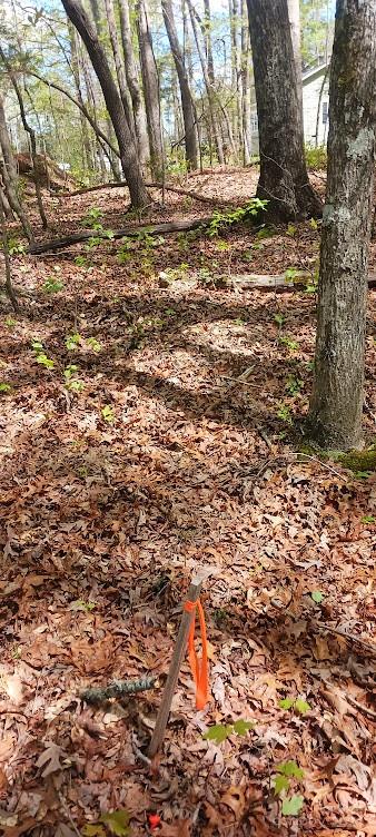 411 Shannon Loop Denver, NC 28037 - Photo 8 of 14 a view of empty space with a tree