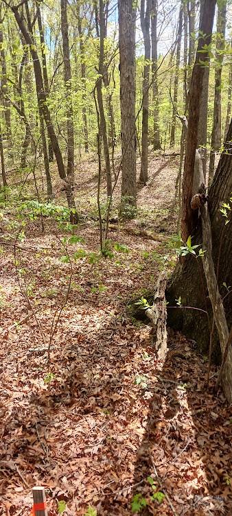 411 Shannon Loop Denver, NC 28037 - Photo 9 of 14 a view of yard