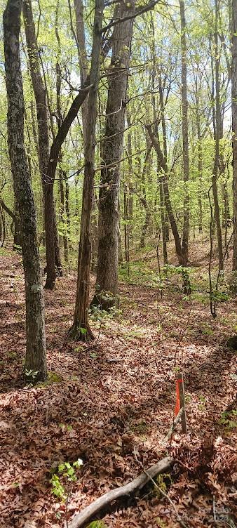 411 Shannon Loop Denver, NC 28037 - Photo 10 of 14 a backyard of a house with lots of green space