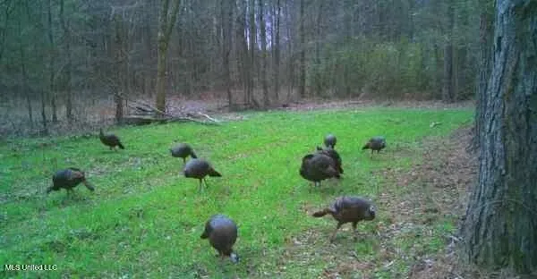 $349,900 | 2225 County Road, Kosciusko, MS 39090