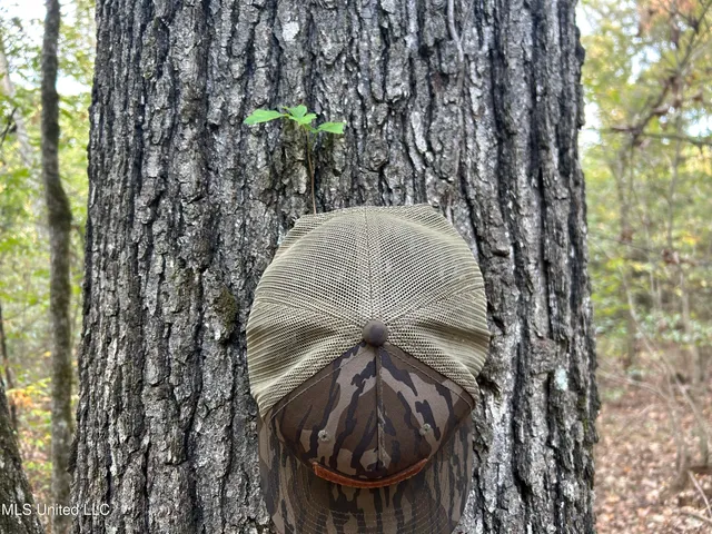 $349,900 | 2225 County Road, Kosciusko, MS 39090