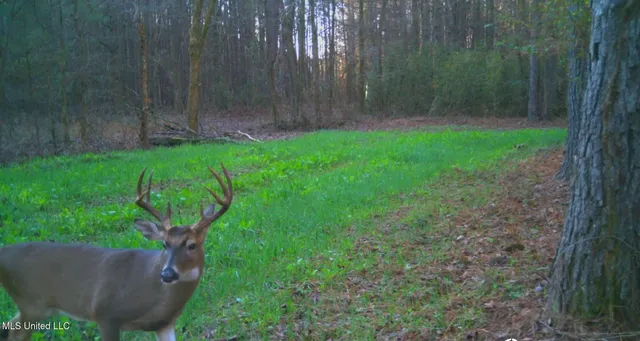 $349,900 | 2225 County Road, Kosciusko, MS 39090