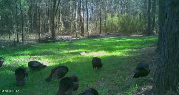 $349,900 | 2225 County Road, Kosciusko, MS 39090