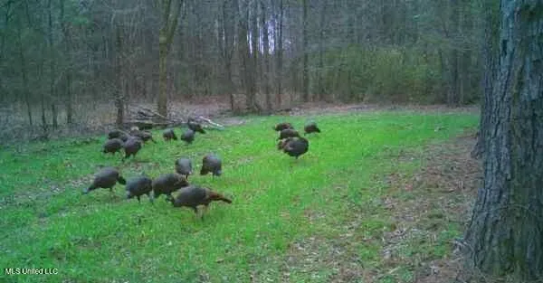 $349,900 | 2225 County Road, Kosciusko, MS 39090