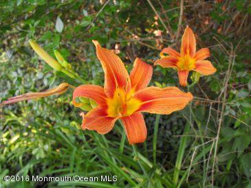 6 Belvidere Road Atlantic Highlands, NJ 07716 - Photo 52 of 55 Orange delight