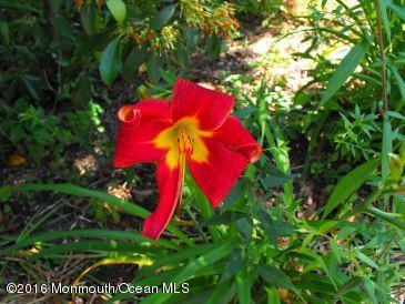 6 Belvidere Road Atlantic Highlands, NJ 07716 - Photo 53 of 55 Ruby Reds