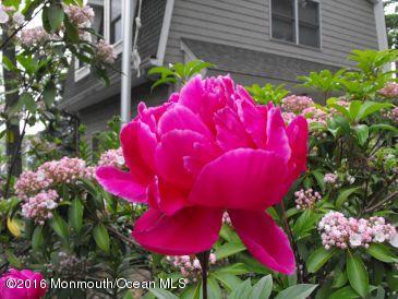 6 Belvidere Road Atlantic Highlands, NJ 07716 - Photo 55 of 55 Hot pink Peonies