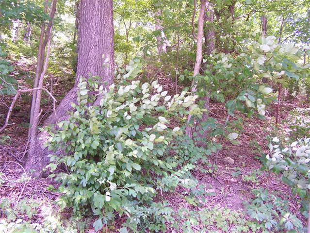 0 Stewart Branch Road Waverly, TN 37185 - Photo 2 of 2 Gallery Image 2