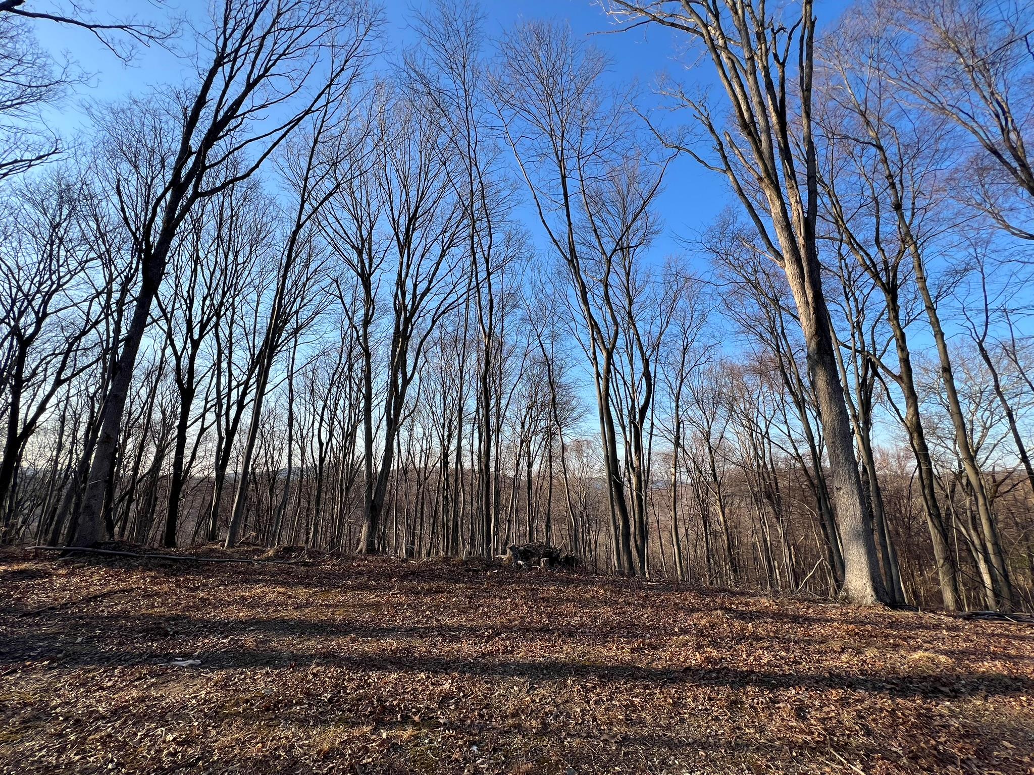 a view of a backyard of the house