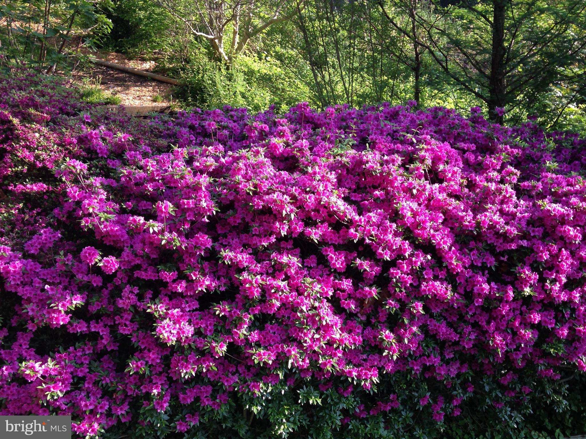 4001 Elder Road Port Republic, MD 20676 - Photo 27 of 30 Beautiful Azelias Out Front!
