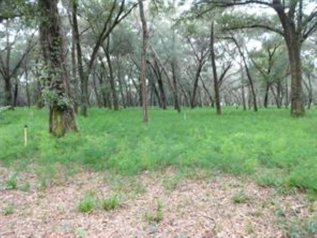 610 Burnsed Road Pierson, FL 32180 - Photo 4 of 14