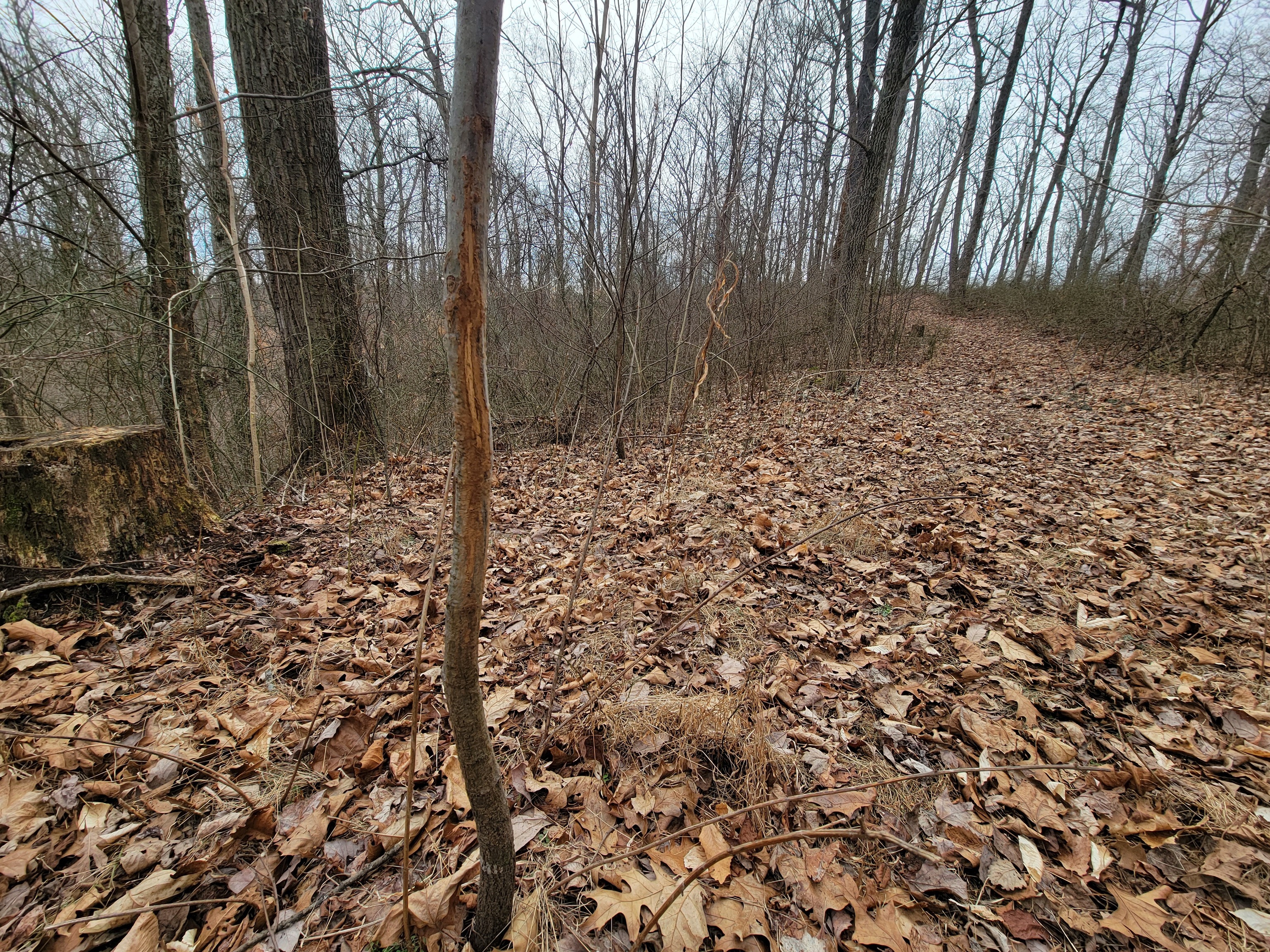 0 Long Lake Road Nashville, IN 47448 - Photo 20 of 39 Gallery Image 20
