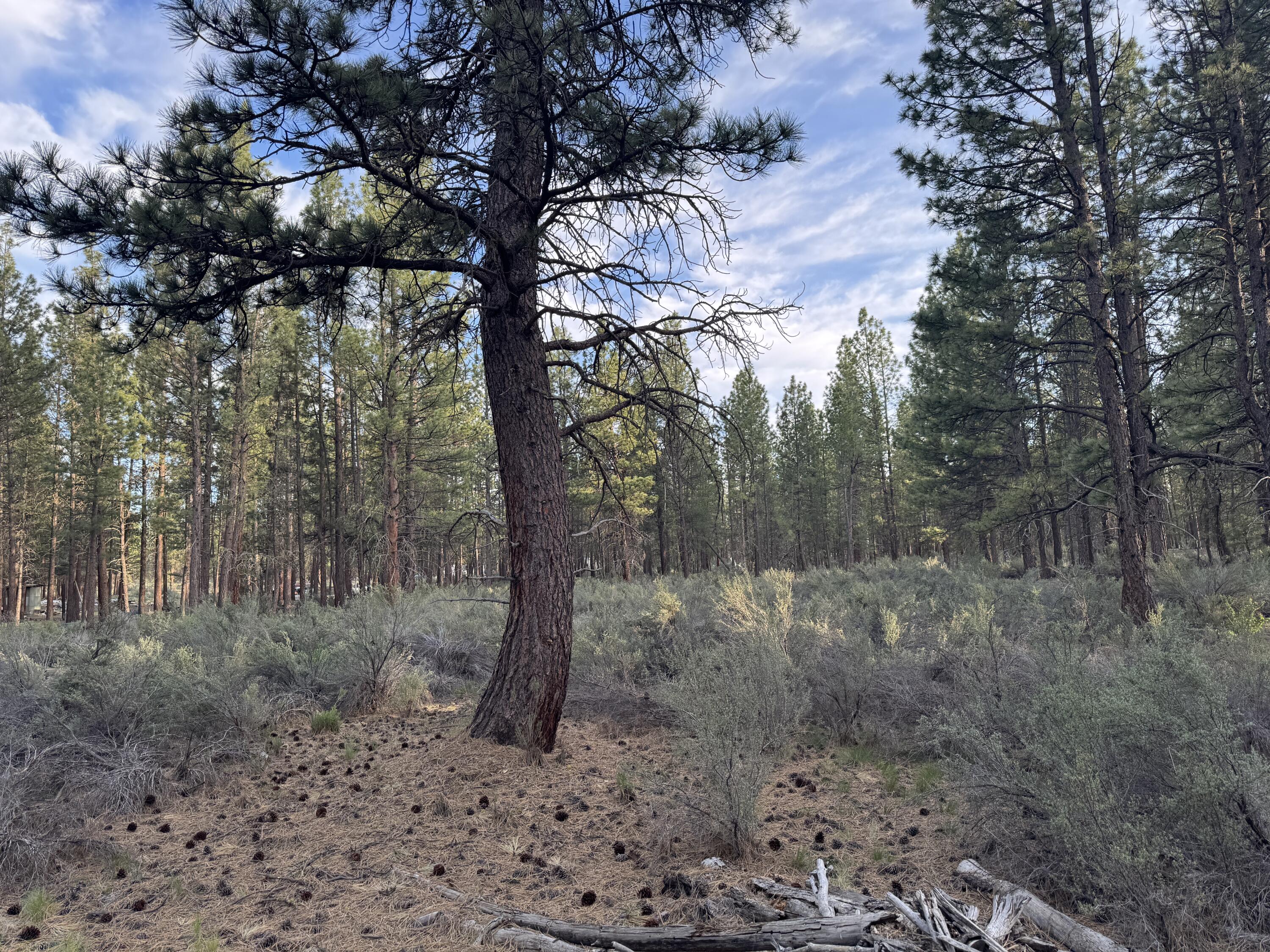 0 Silver Fox Lane, Unit 13 Chiloquin, OR 97624 - Photo 6 of 9 a view of a forest