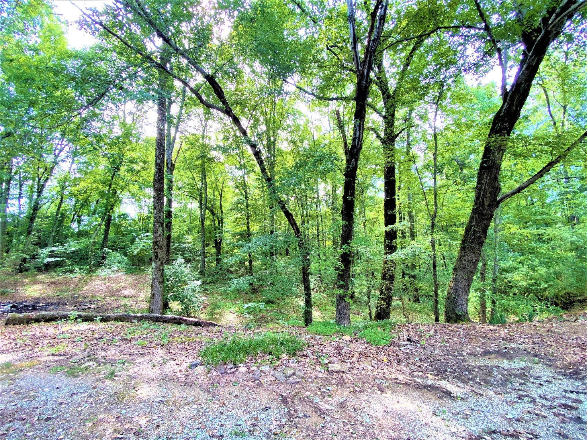 1035 West Point Road Lawrenceburg, TN 38464 - Photo 32 of 42 a big yard with lots of green space and trees