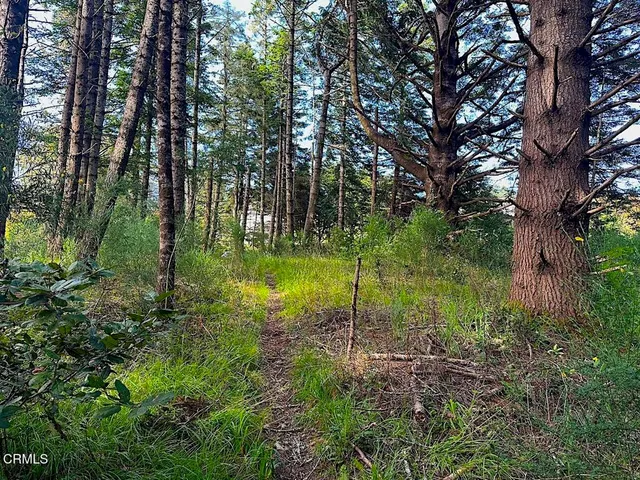 a view of a garden with a tree