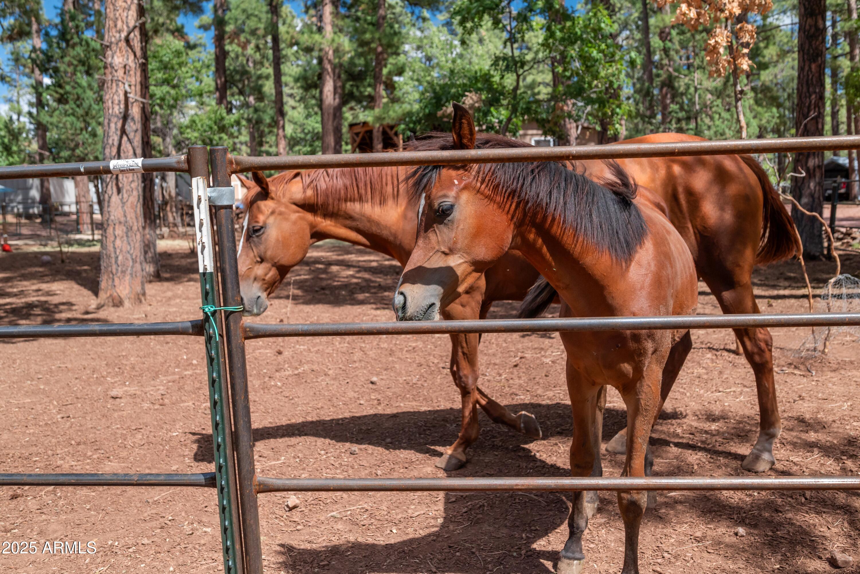 1659 Mormon Road Happy Jack, AZ 86024 - Photo 37 of 46 a view of outdoor space