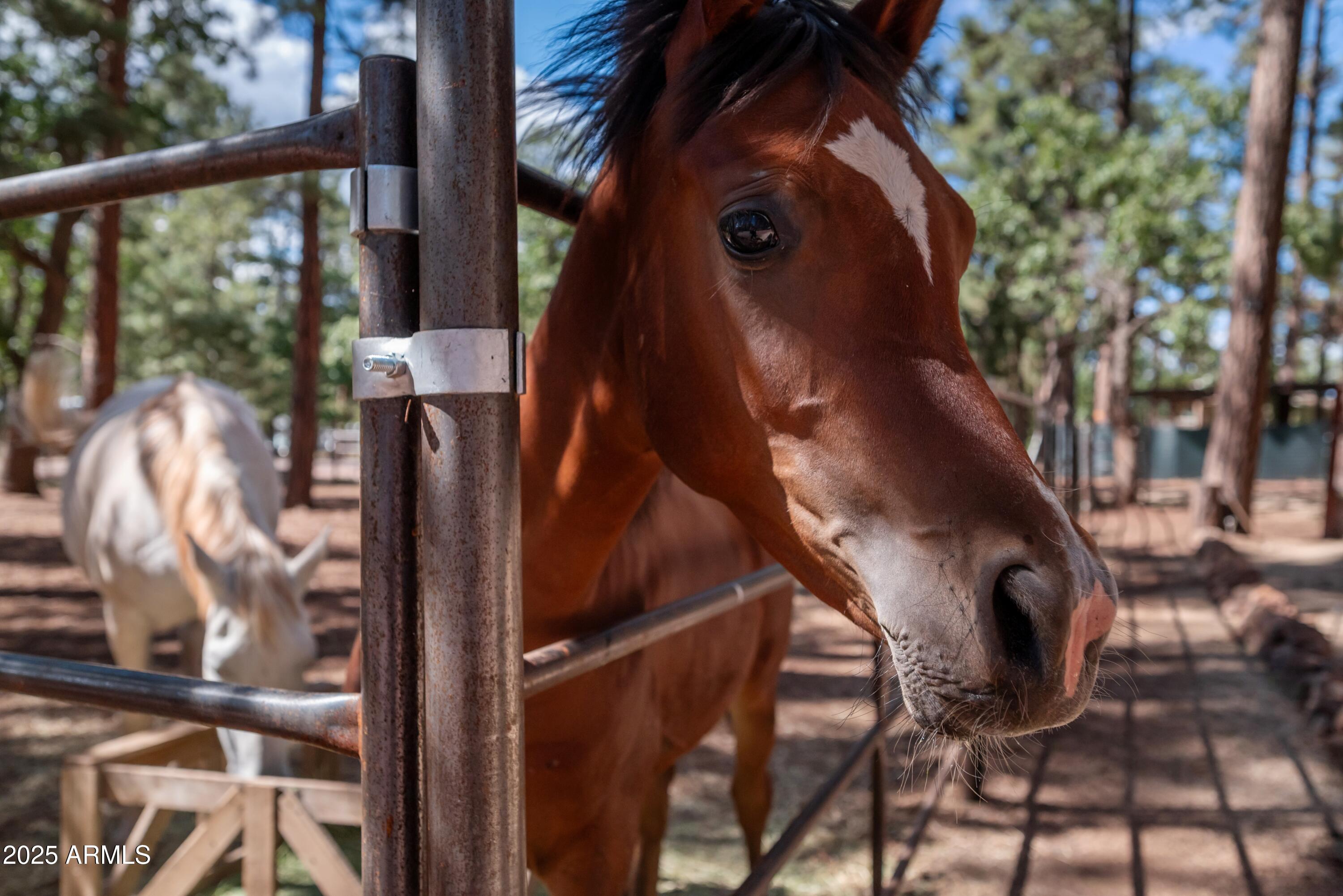 1659 Mormon Road Happy Jack, AZ 86024 - Photo 39 of 46