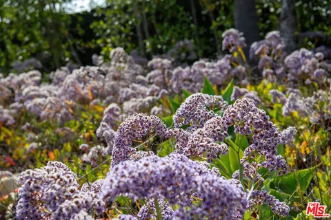 a bunch of flowers with a lot of flowers