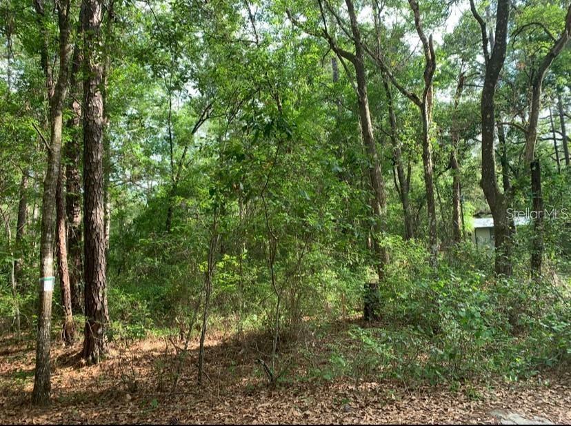 a view of a forest with trees in front of it