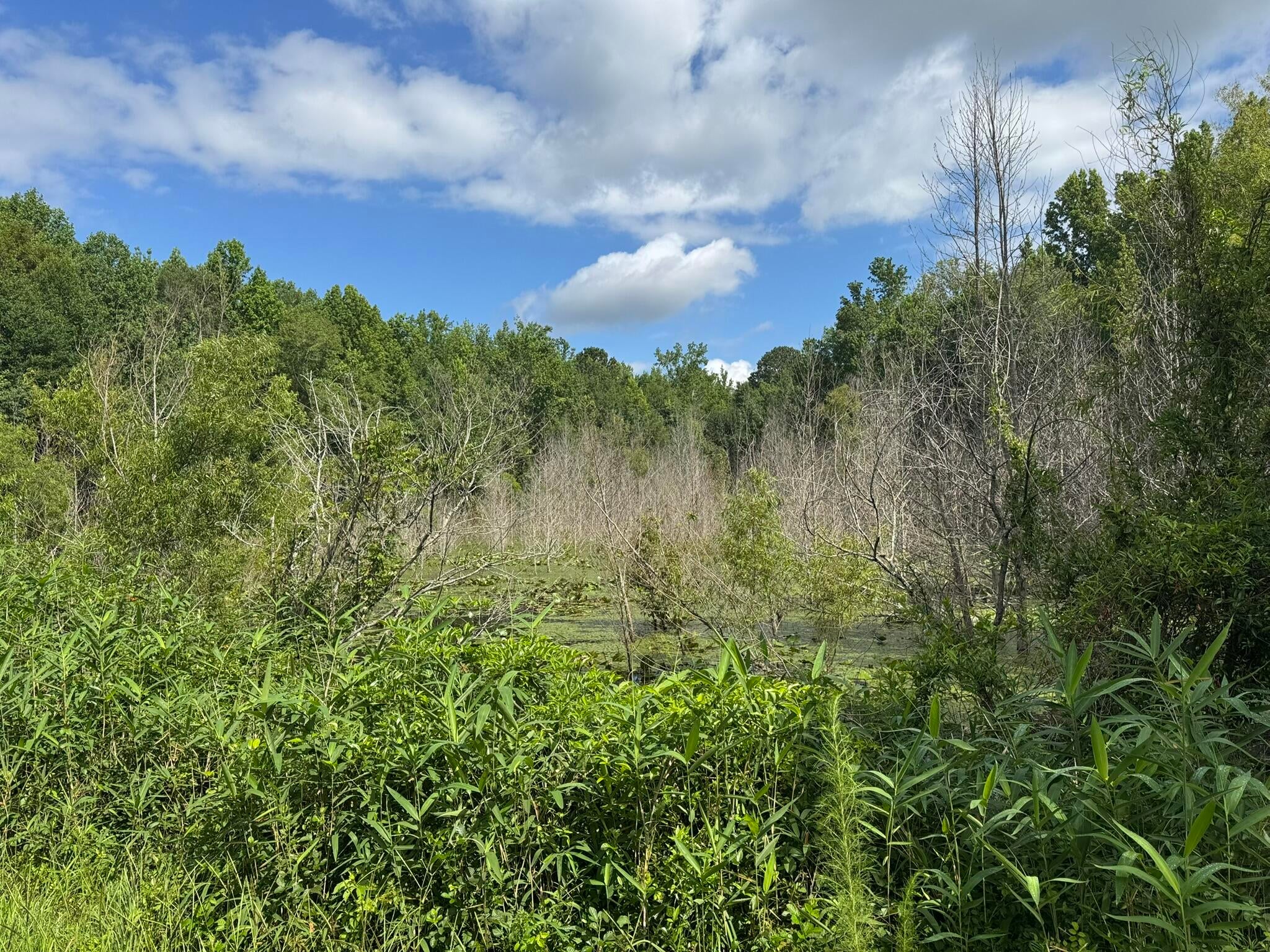 Tbd Festival Trail Road, Unit 26 ACRES / Salley, SC 29137 - Photo 2 of 2 Gallery Image 2