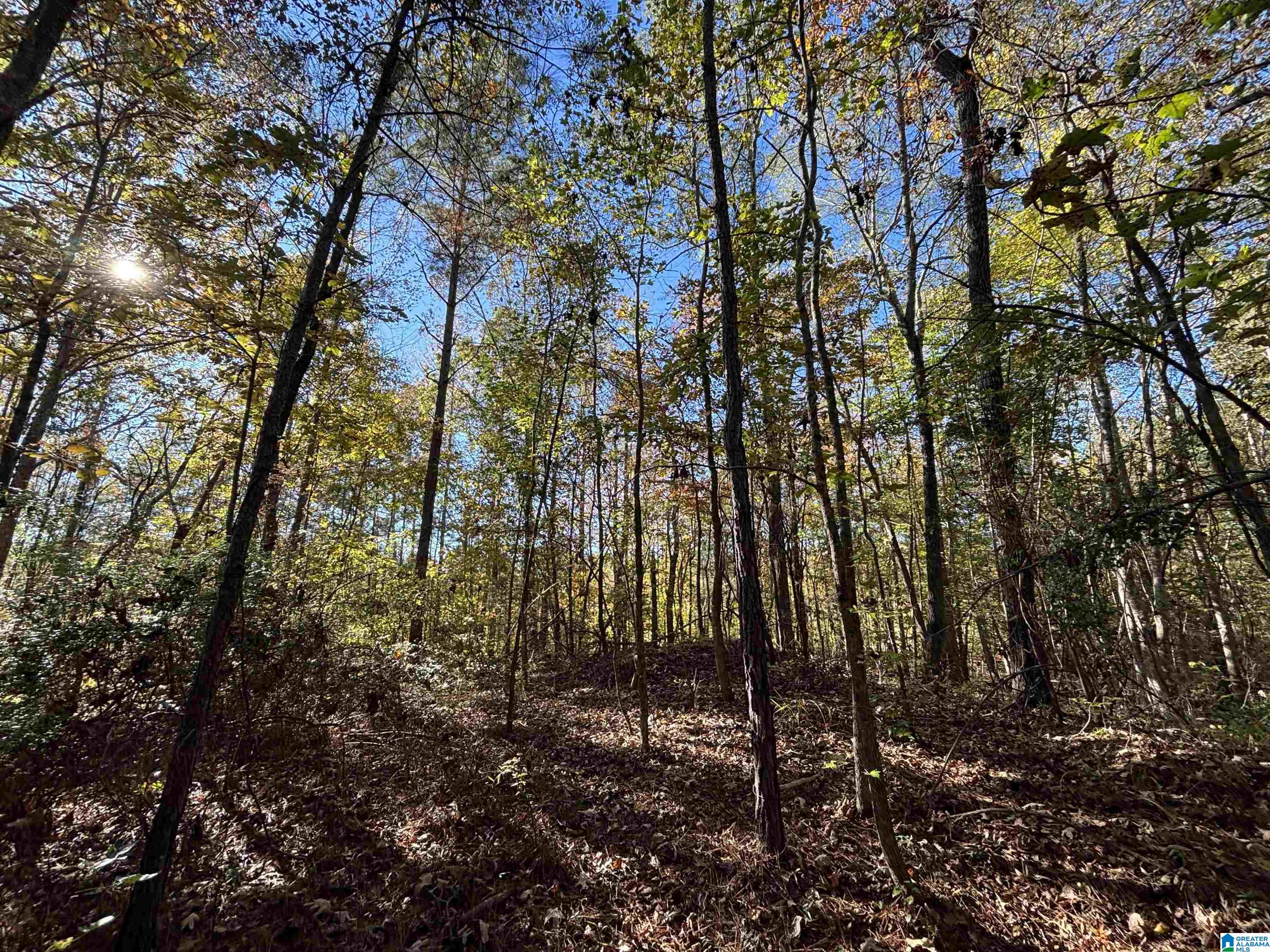0 Waldrop Road, Unit 10 82 ACRES Ashville, AL 35953 - Photo 17 of 22