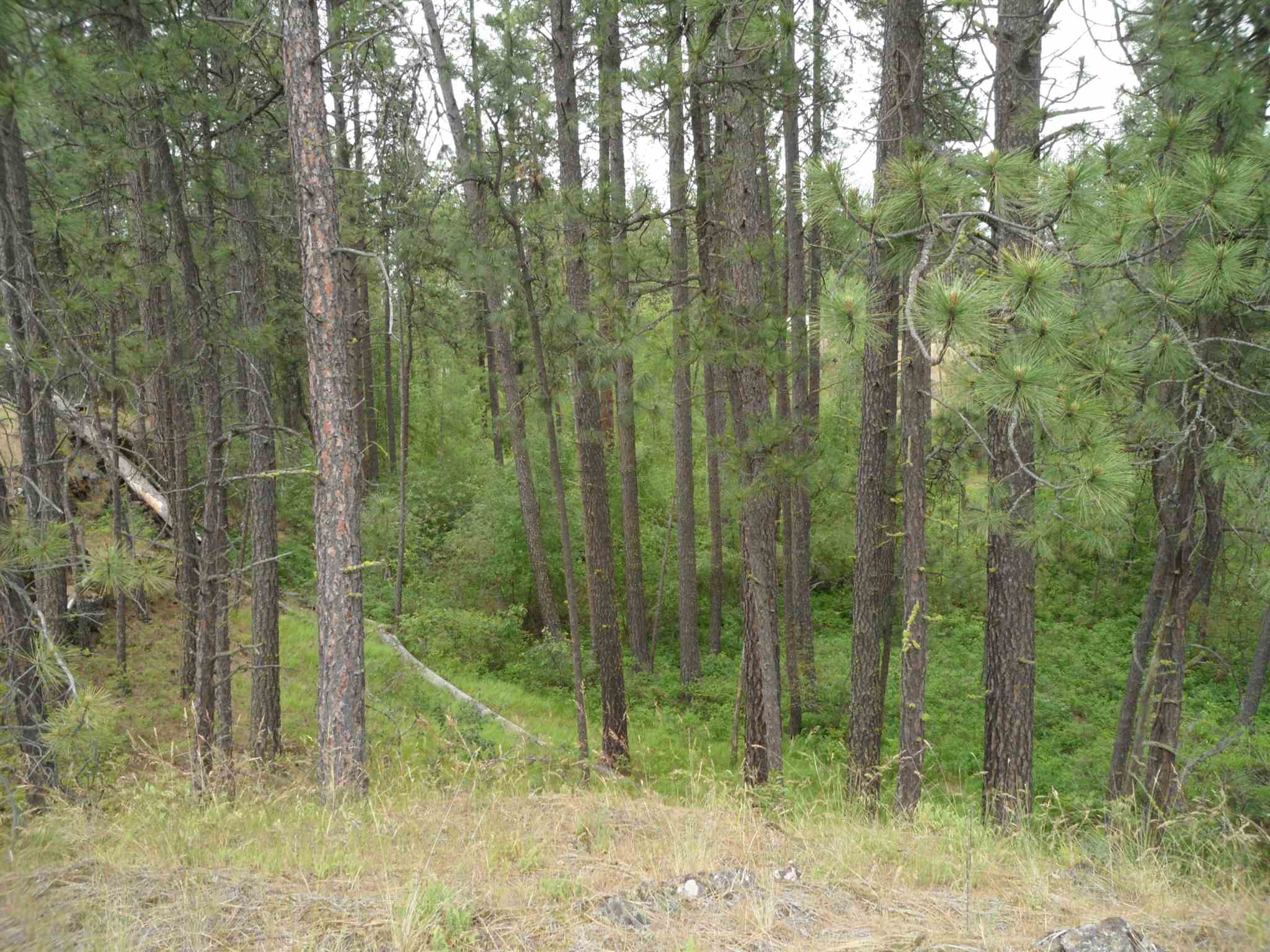 21121 West Salnave Road Cheney, WA 99004 - Photo 22 of 30