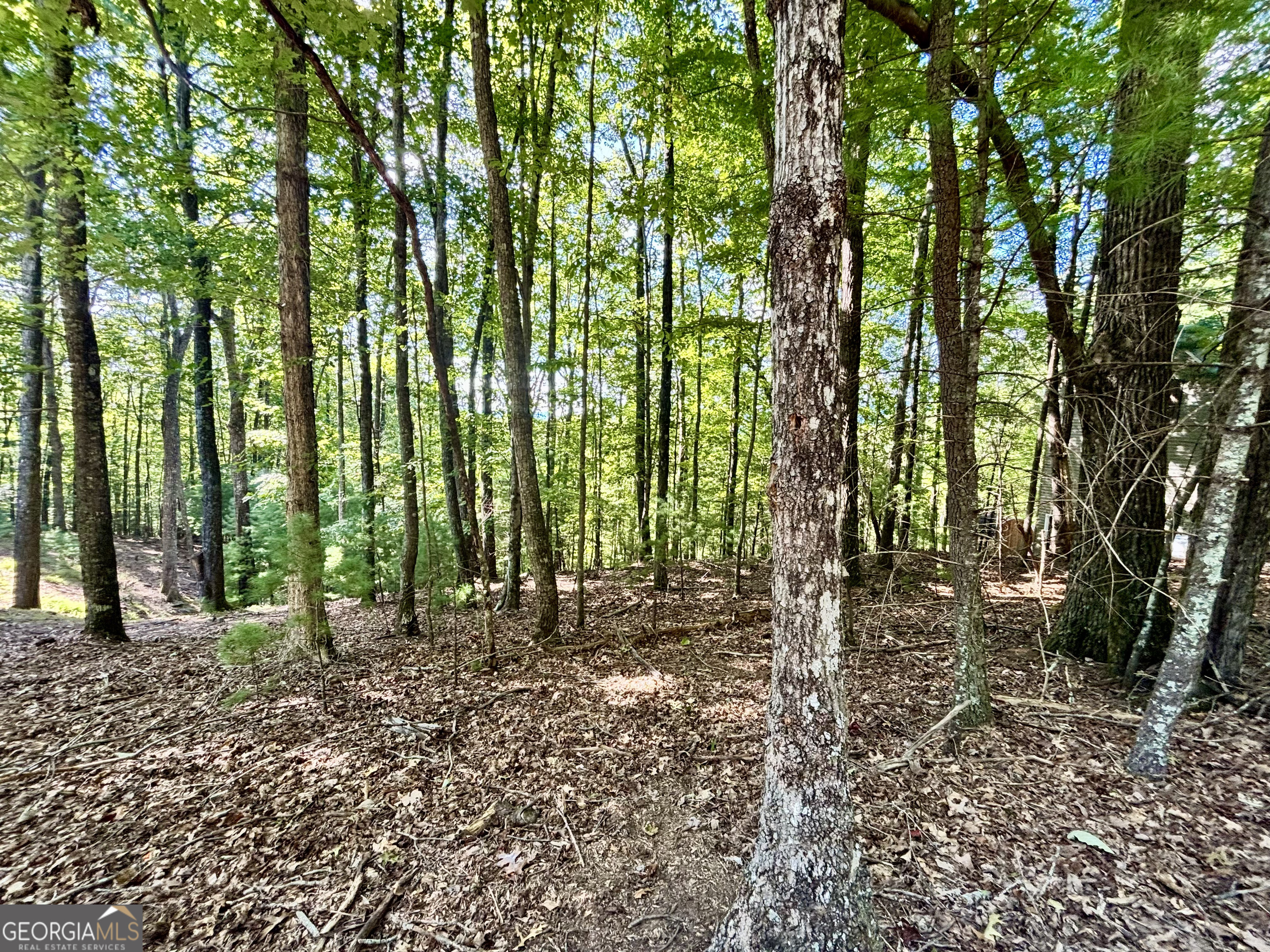 a view of outdoor space with lots of trees