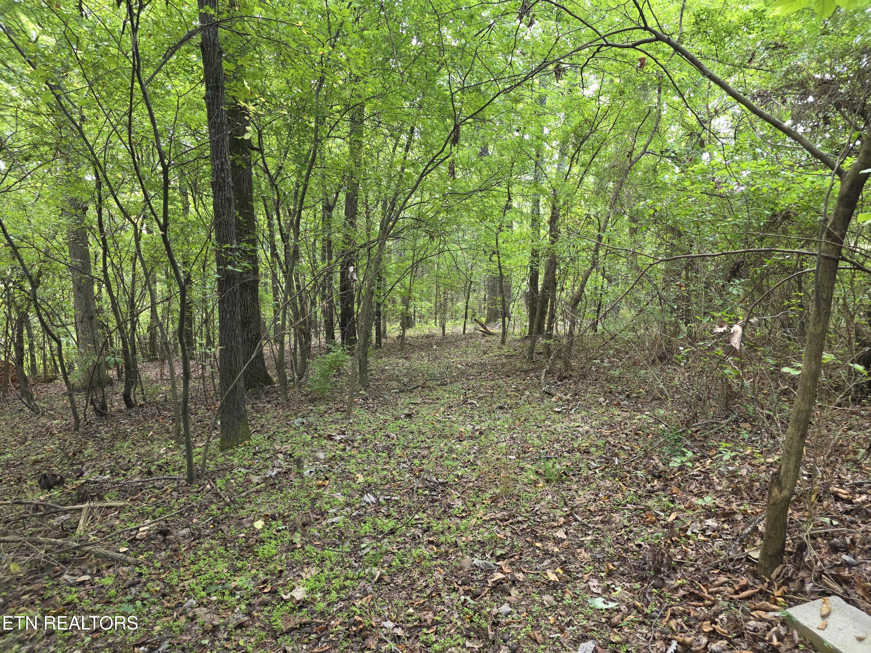 6239 North Trigonia Road Greenback, TN 37742 - Photo 40 of 50 Wide Trail through the woods