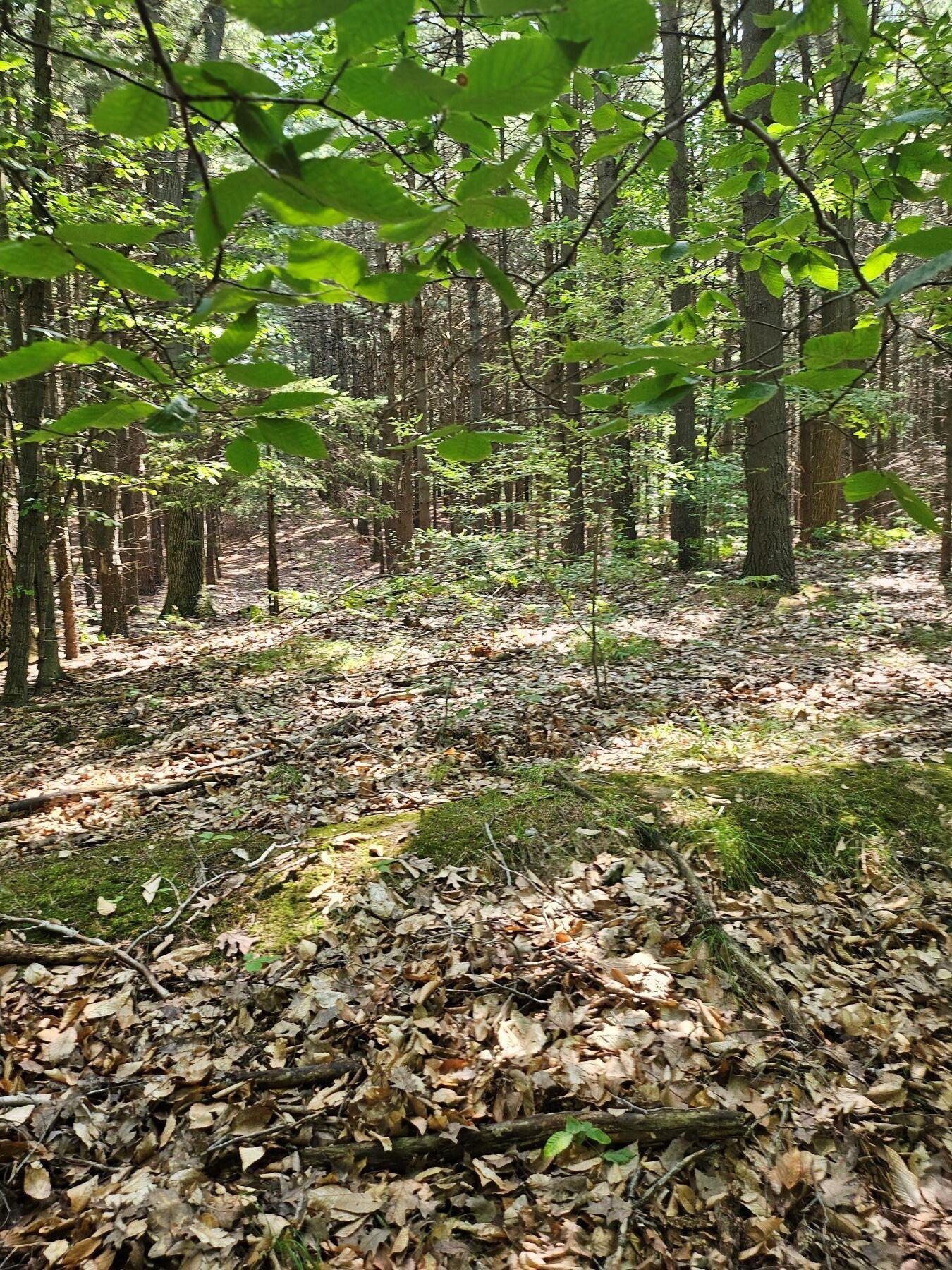 V/l Joseph Road Onekama, MI 49675 - Photo 12 of 21 20240727_115450