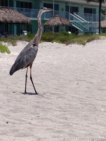 513 Gunwale Lane Longboat Key, FL 34228 - Photo 38 of 59 a view of a swimming pool with a patio and a yard