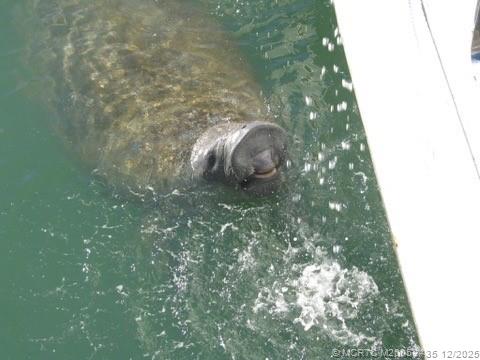 513 Gunwale Lane Longboat Key, FL 34228 - Photo 40 of 59 a close up of a plant in a yard