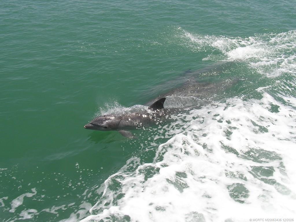 513 Gunwale Lane Longboat Key, FL 34228 - Photo 49 of 59