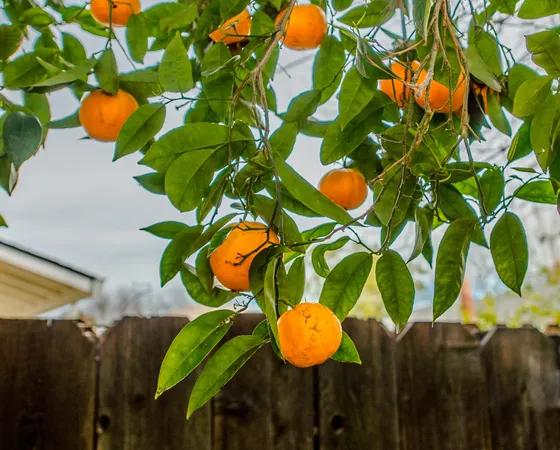 a picture of a tree